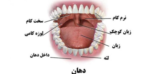 آناتومی حفره دهان چیست؟