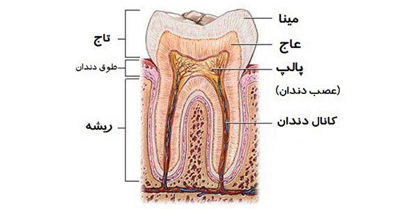 آناتومی دندان به چه شکل است